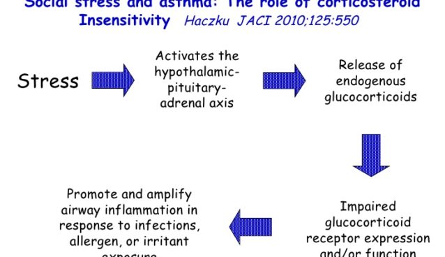 atopy-risk-protective-factor-36-728.jpg